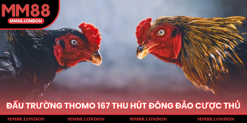 Đấu trường Thomo 167 thu hút đông đảo cược thủ