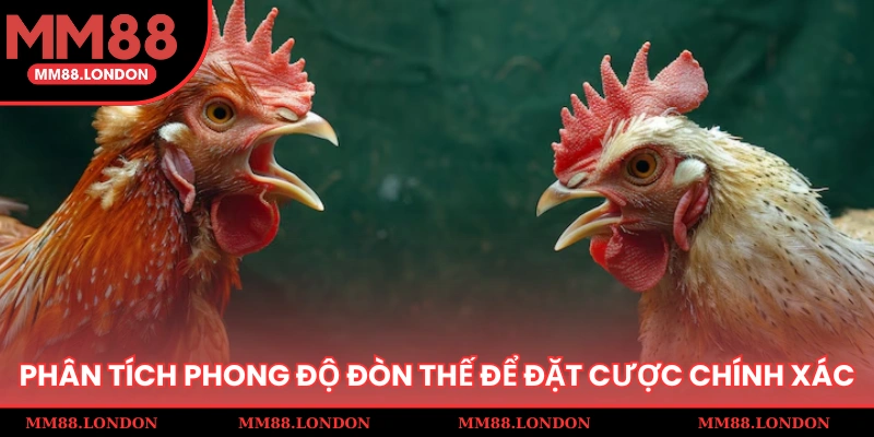 Phân tích phong độ đòn thế để đặt cược chính xác